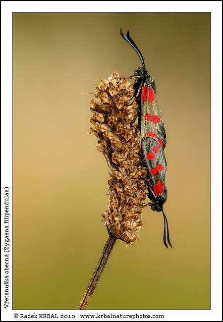 V�etenu�ka obecn� | Six-spot Burnet | Sechsfleck-Widderchen | Zygaena filipendulae