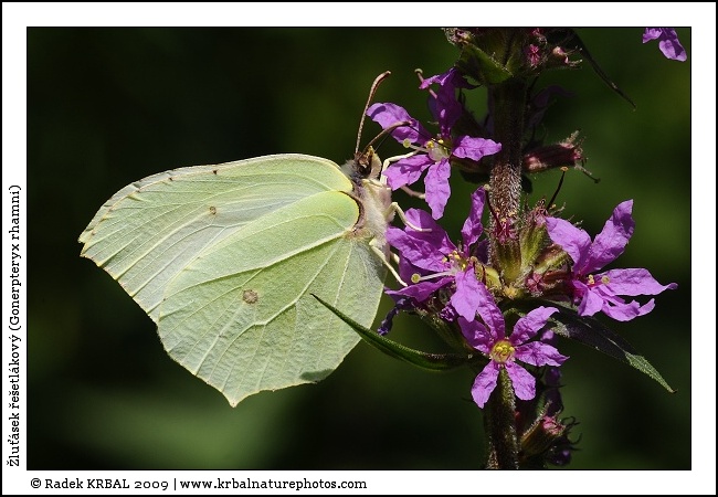 �lu��sek �e�etl�kov� | Common Brimstone | Zitronenfalter | Gonepteryx rhamni