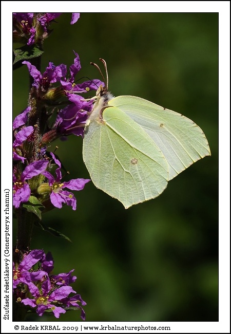 �lu��sek �e�etl�kov� | Common Brimstone | Zitronenfalter | Gonepteryx rhamni