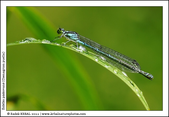 �id�lko p�skovan� | Azure Damselfly | Hufeisen-Azurjungfer | Coenagrion puella