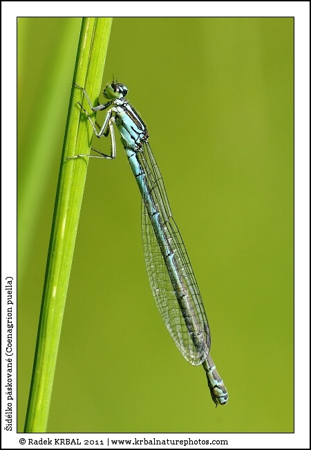 �id�lko p�skovan� | Azure Damselfly | Hufeisen-Azurjungfer | Coenagrion puella