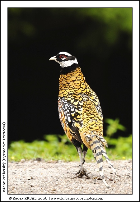 Ba�ant kr�lovsk� | Reeves Pheasant | K�nigsfasan | Syrmaticus reveesii