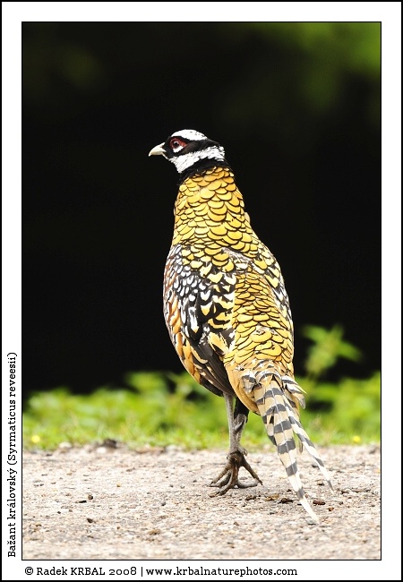 Ba�ant kr�lovsk� | Reeves Pheasant | K�nigsfasan | Syrmaticus reveesii