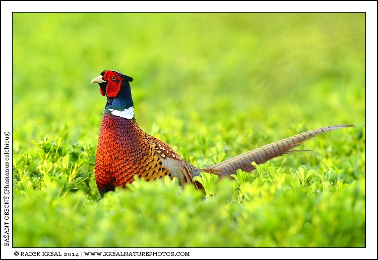 Ba�ant obecn� | Common Pheasant | Fasan | Phasianus colchicus