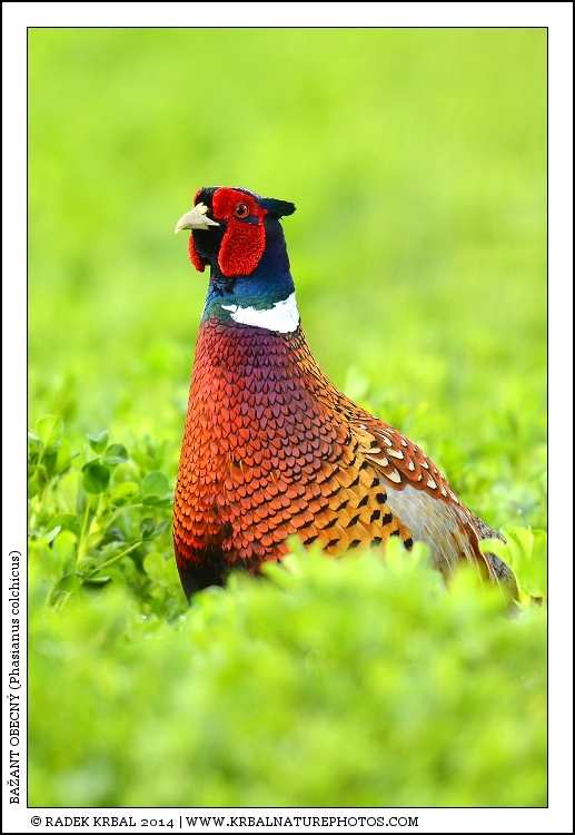 Ba�ant obecn� | Common Pheasant | Fasan | Phasianus colchicus