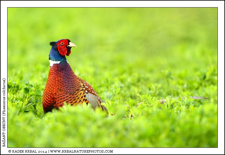 Ba�ant obecn� | Common Pheasant | Fasan | Phasianus colchicus