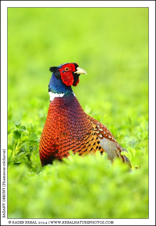 Ba�ant obecn� | Common Pheasant | Fasan | Phasianus colchicus