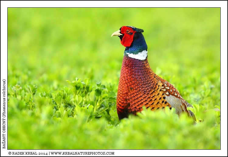 Ba�ant obecn� | Common Pheasant | Fasan | Phasianus colchicus
