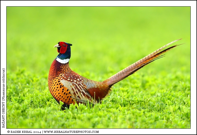 Ba�ant obecn� | Common Pheasant | Fasan | Phasianus colchicus