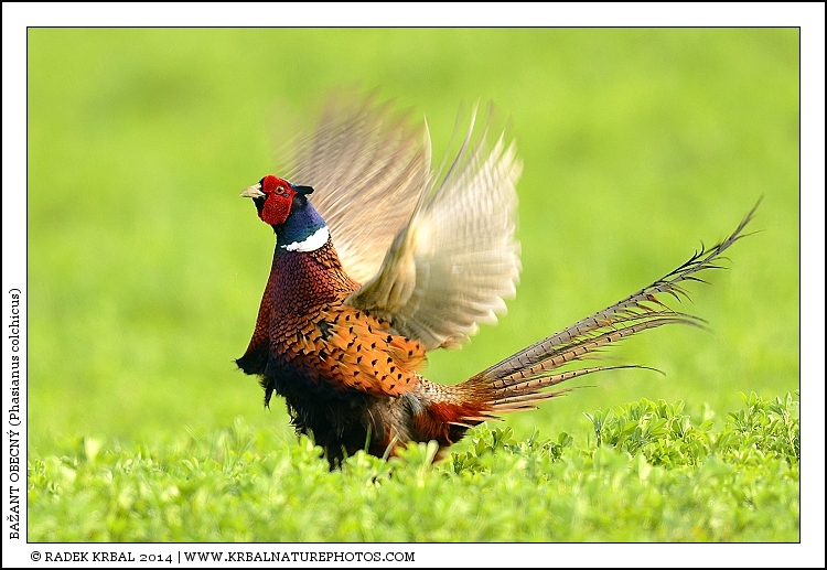 Ba�ant obecn� | Common Pheasant | Fasan | Phasianus colchicus