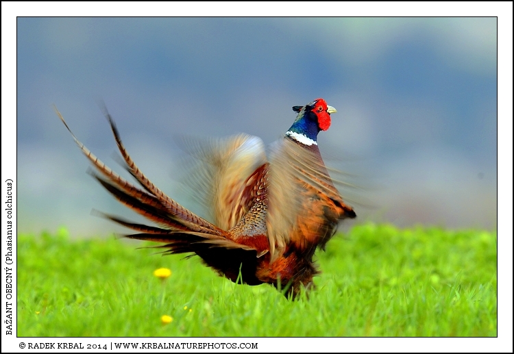 Ba�ant obecn� | Common Pheasant | Fasan | Phasianus colchicus