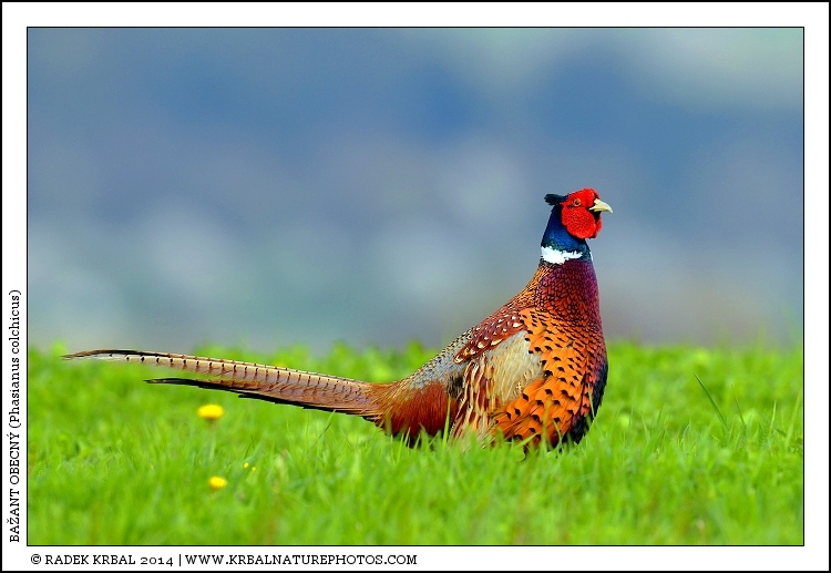 Ba�ant obecn� | Common Pheasant | Fasan | Phasianus colchicus