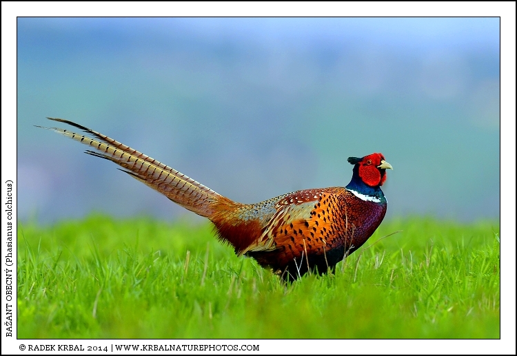 Ba�ant obecn� | Common Pheasant | Fasan | Phasianus colchicus