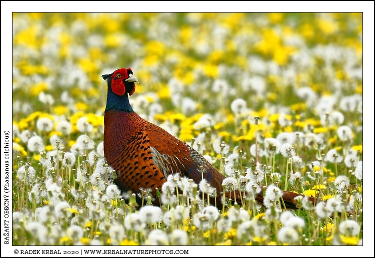 Ba�ant obecn� | Common Pheasant | Fasan | Phasianus colchicus