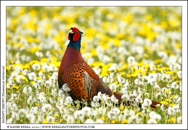 Ba�ant obecn� | Common Pheasant | Fasan | Phasianus colchicus