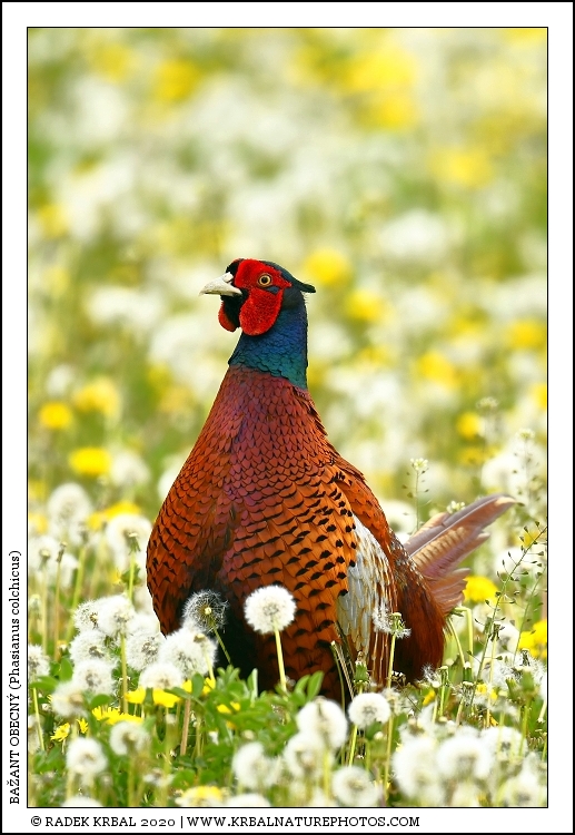 Ba�ant obecn� | Common Pheasant | Fasan | Phasianus colchicus
