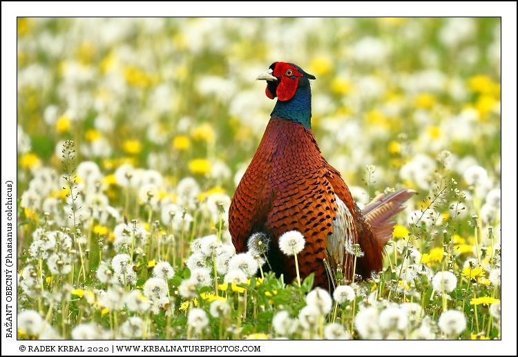 Ba�ant obecn� | Common Pheasant | Fasan | Phasianus colchicus