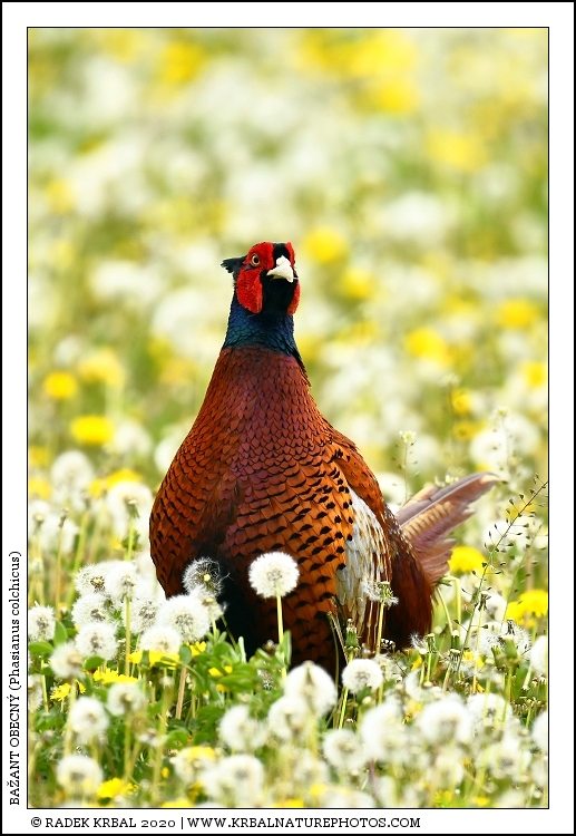 Ba�ant obecn� | Common Pheasant | Fasan | Phasianus colchicus