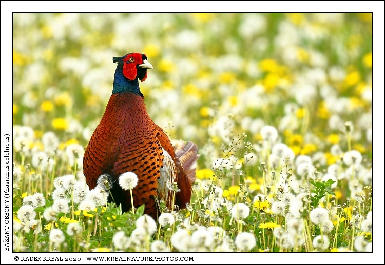 Ba�ant obecn� | Common Pheasant | Fasan | Phasianus colchicus