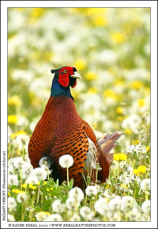 Ba�ant obecn� | Common Pheasant | Fasan | Phasianus colchicus