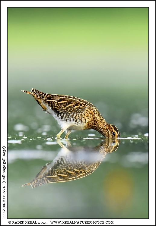 Bekasina otavn� | Common Snipe | Bekassine | Gallinago gallinago