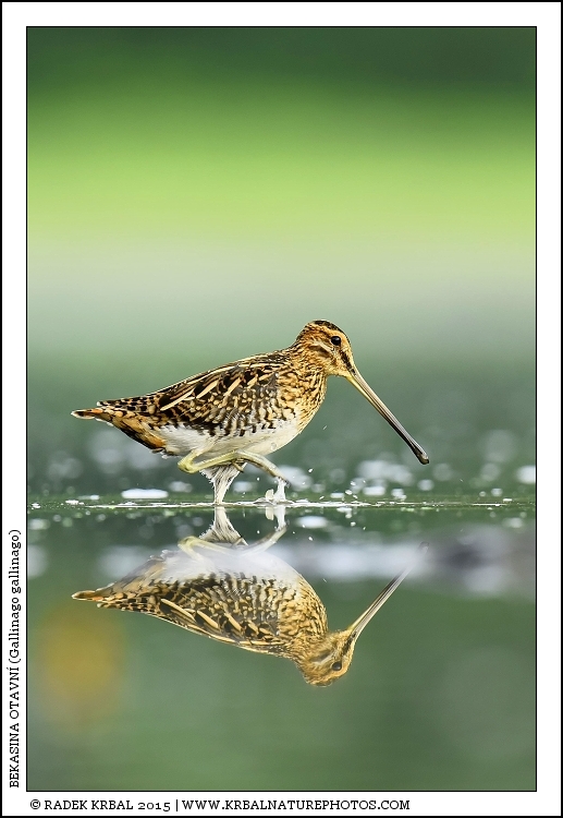 Bekasina otavn� | Common Snipe | Bekassine | Gallinago gallinago