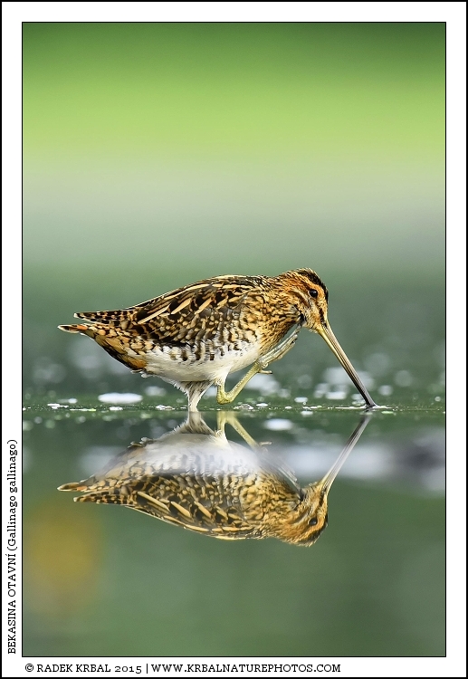 Bekasina otavn� | Common Snipe | Bekassine | Gallinago gallinago