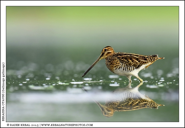 Bekasina otavn� | Common Snipe | Bekassine | Gallinago gallinago