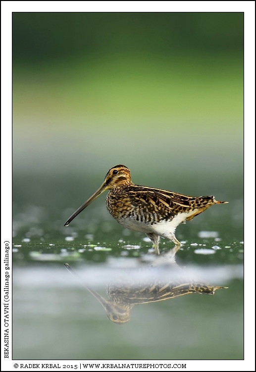 Bekasina otavn� | Common Snipe | Bekassine | Gallinago gallinago