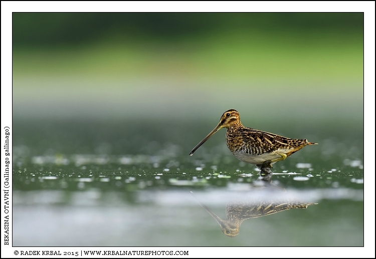 Bekasina otavn� | Common Snipe | Bekassine | Gallinago gallinago