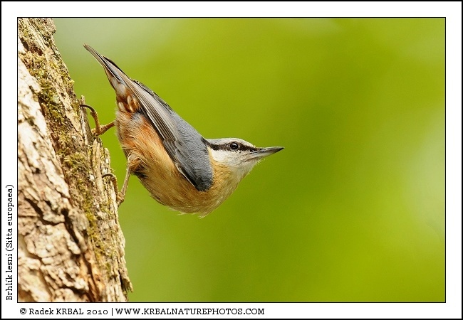 Brhl�k lesn� | Eurasian Nuthatch | Kleiber | Sitta europaea