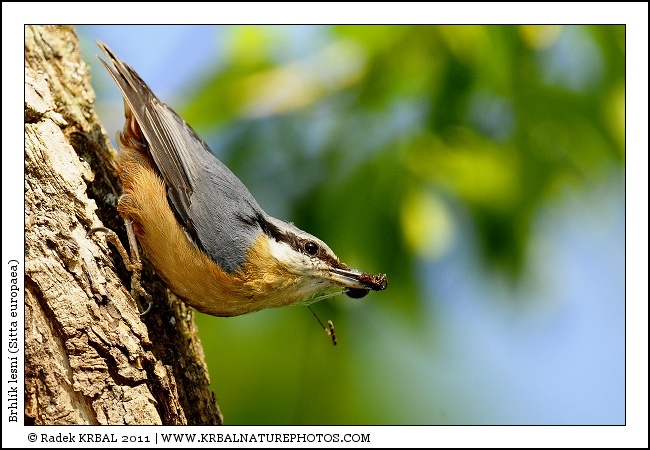 Brhl�k lesn� | Eurasian Nuthatch | Kleiber | Sitta europaea