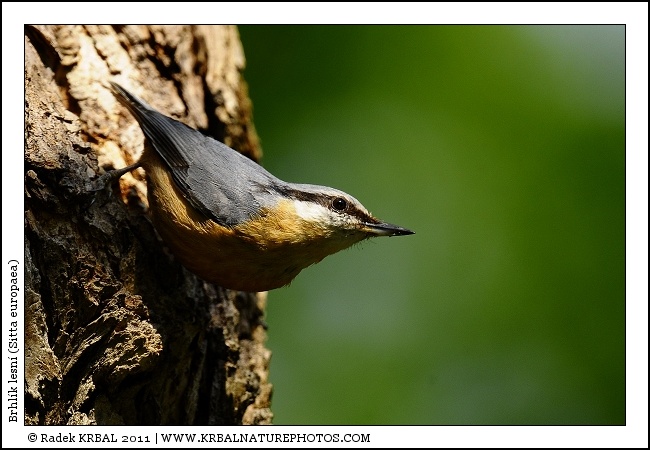 Brhl�k lesn� | Eurasian Nuthatch | Kleiber | Sitta europaea