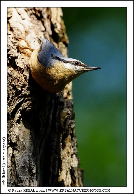 Brhl�k lesn� | Eurasian Nuthatch | Kleiber | Sitta europaea