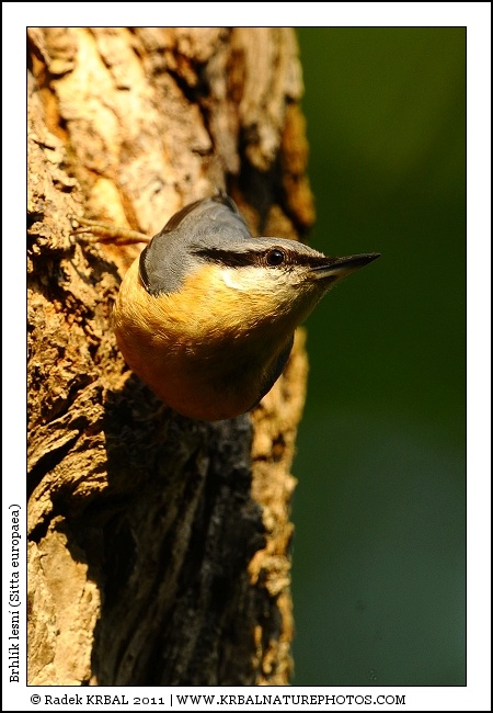 Brhl�k lesn� | Eurasian Nuthatch | Kleiber | Sitta europaea