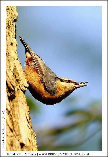 Brhl�k lesn� | Eurasian Nuthatch | Kleiber | Sitta europaea