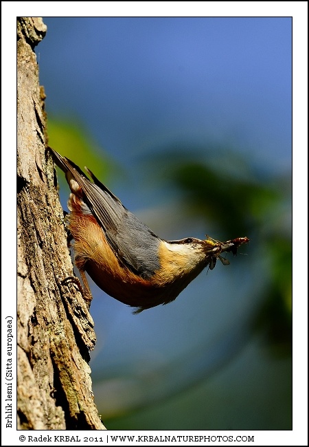 Brhl�k lesn� | Eurasian Nuthatch | Kleiber | Sitta europaea