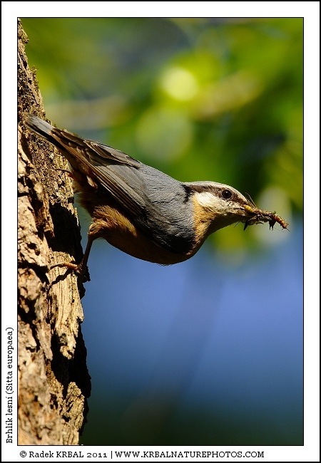 Brhl�k lesn� | Eurasian Nuthatch | Kleiber | Sitta europaea