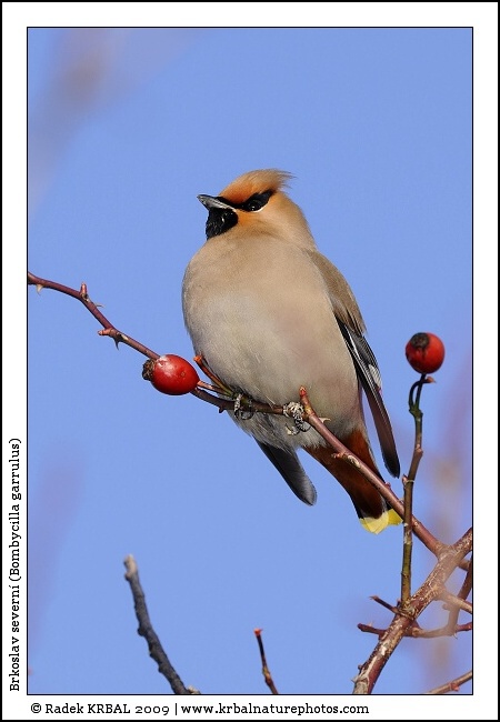 Brkoslav severn� | Bohemian Waxwing | Seidenschwanz | Bombycilla garrulus