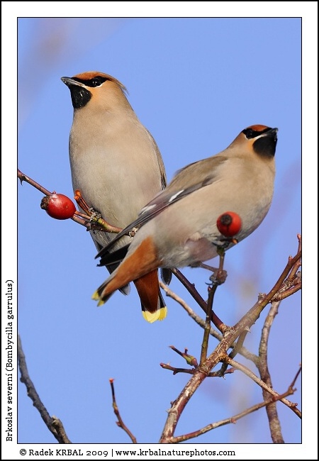 Brkoslav severn� | Bohemian Waxwing | Seidenschwanz | Bombycilla garrulus