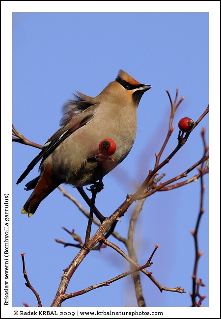 Brkoslav severn� | Bohemian Waxwing | Seidenschwanz | Bombycilla garrulus