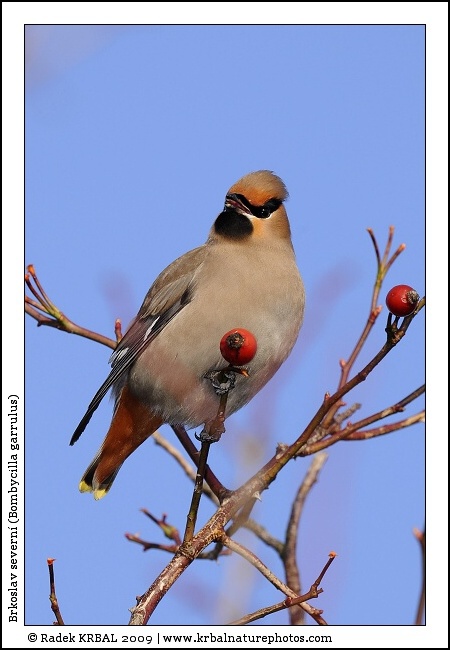 Brkoslav severn� | Bohemian Waxwing | Seidenschwanz | Bombycilla garrulus