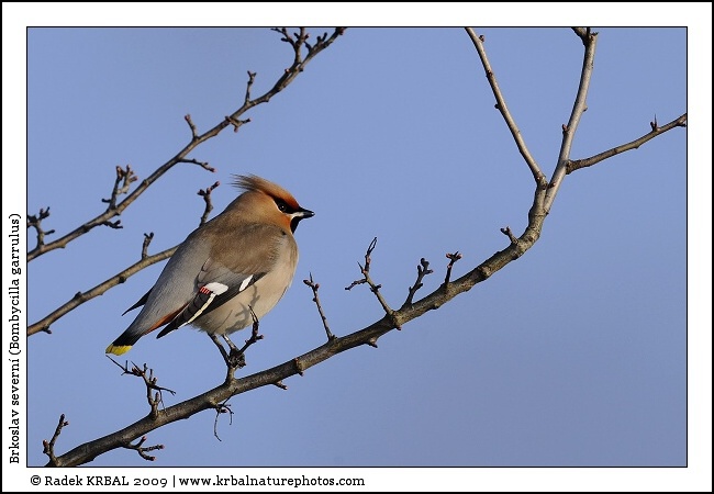Brkoslav severn� | Bohemian Waxwing | Seidenschwanz | Bombycilla garrulus