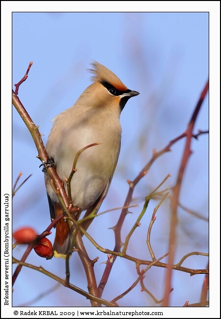 Brkoslav severn� | Bohemian Waxwing | Seidenschwanz | Bombycilla garrulus