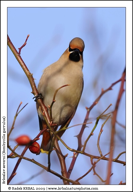 Brkoslav severn� | Bohemian Waxwing | Seidenschwanz | Bombycilla garrulus