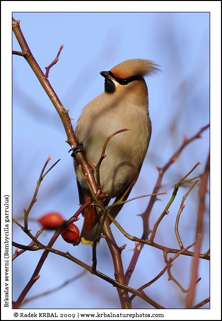 Brkoslav severn� | Bohemian Waxwing | Seidenschwanz | Bombycilla garrulus