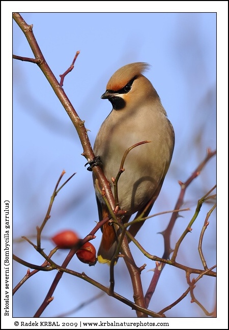Brkoslav severn� | Bohemian Waxwing | Seidenschwanz | Bombycilla garrulus