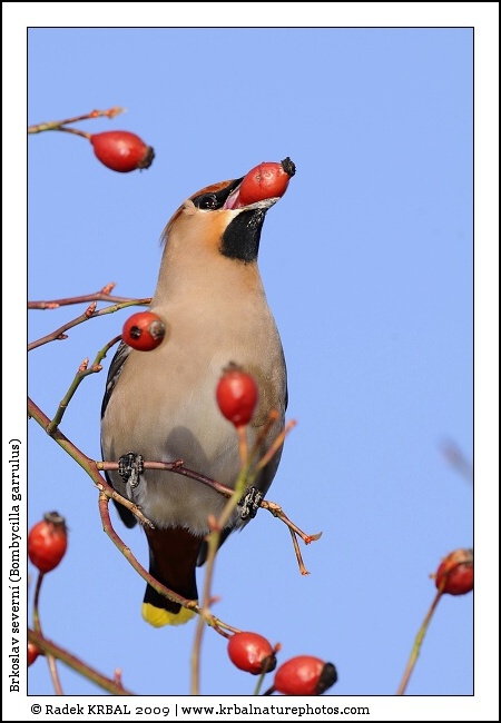 Brkoslav severn� | Bohemian Waxwing | Seidenschwanz | Bombycilla garrulus