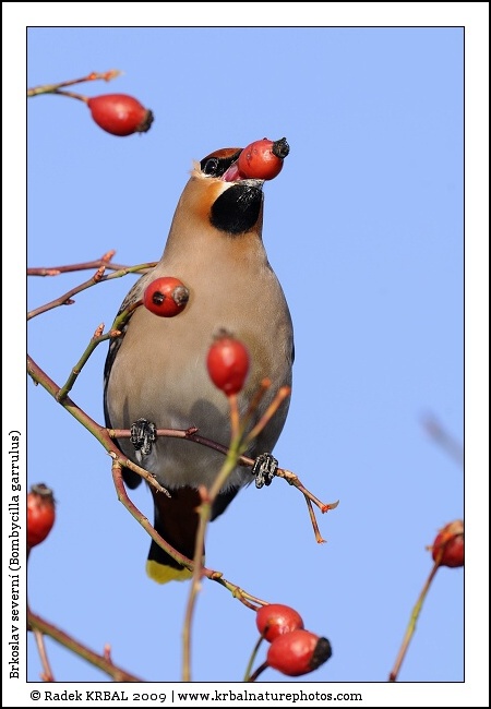 Brkoslav severn� | Bohemian Waxwing | Seidenschwanz | Bombycilla garrulus