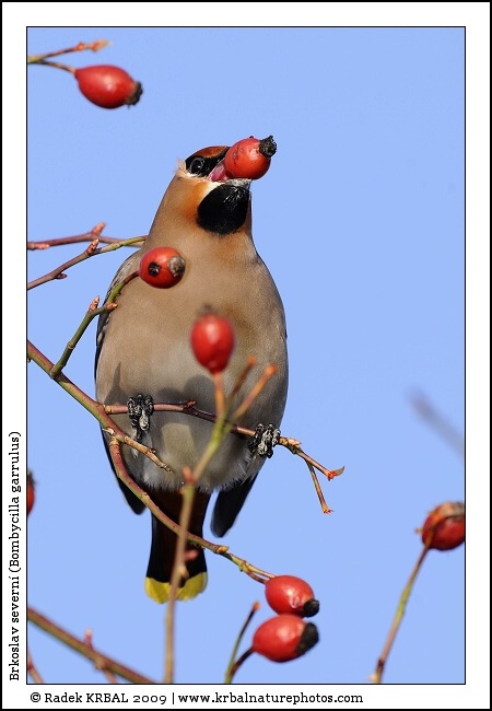 Brkoslav severn� | Bohemian Waxwing | Seidenschwanz | Bombycilla garrulus
